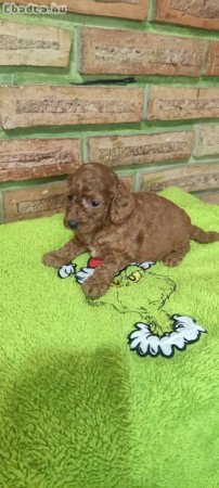 Poodle Puppies