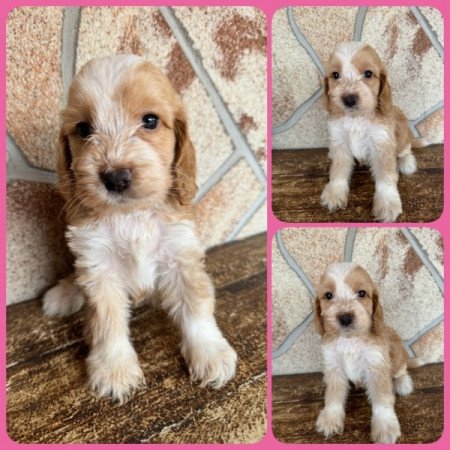 Cockapoo (cocker spánie l& uszkár)