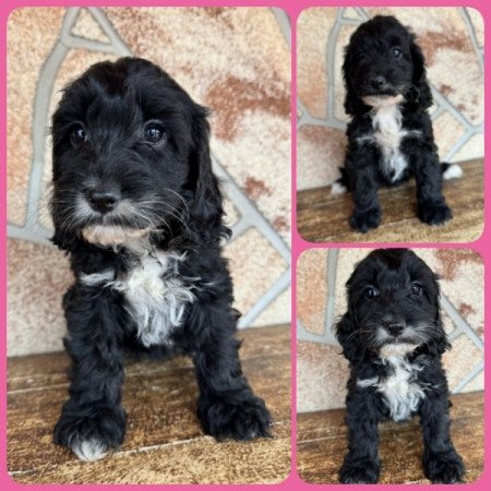 Cockapoo (cocker spánie l& uszkár)