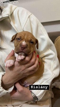 Amerikai Staffordshire Terrier kiskutyák