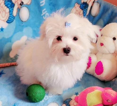 Bichon Havanese