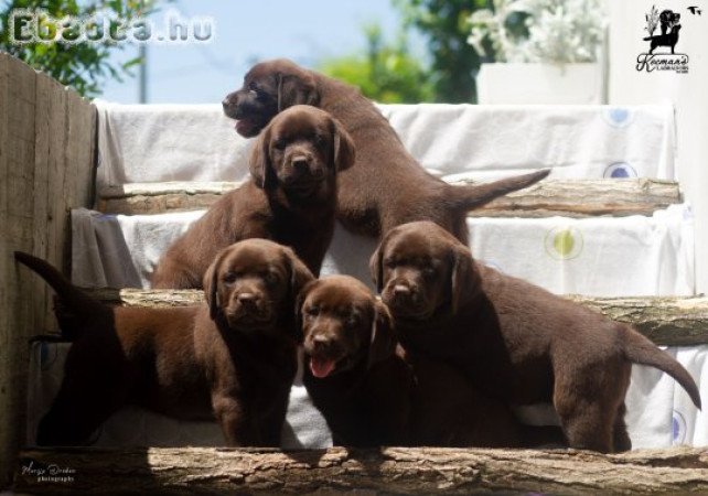 Labrador retriever puppies