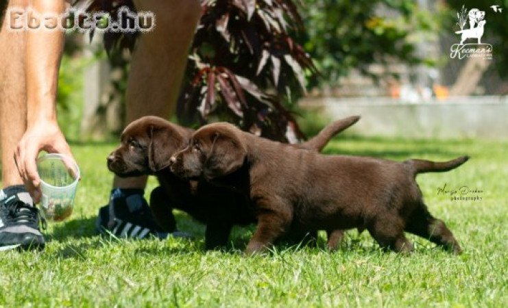 Labrador retriever puppies