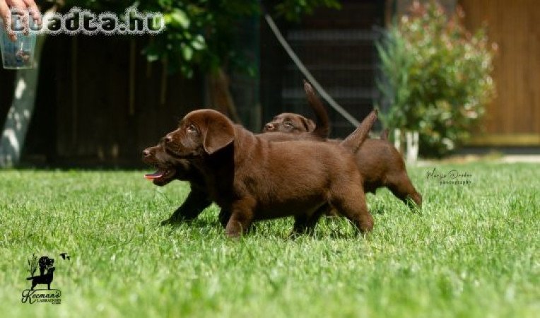 Labrador retriever puppies