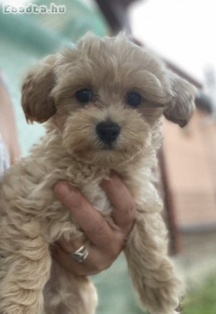 Maltipoo fiú