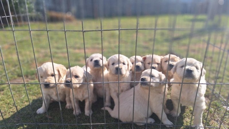 Golden Retriever