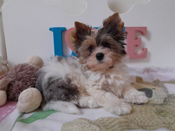 Yorkshire terrier white ocean pearl