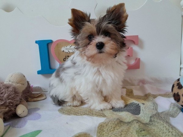 Yorkshire terrier white ocean pearl