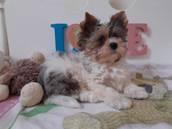 Yorkshire terrier white ocean pearl