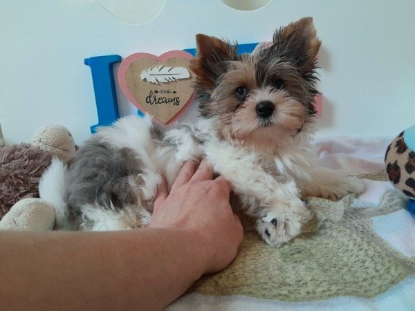 Yorkshire terrier white ocean pearl