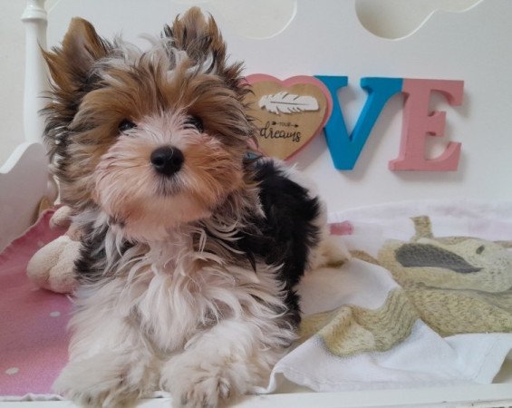 Biewer Yorkshire terrier