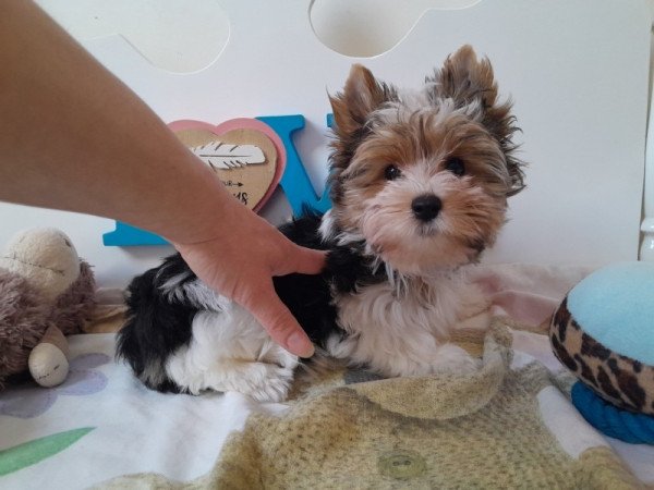 Biewer Yorkshire terrier