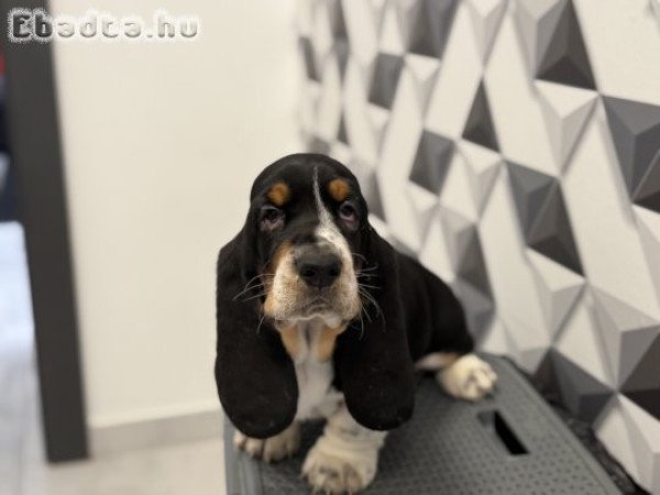 Basset Hound szuka kölyök