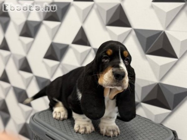 Basset Hound szuka kölyök