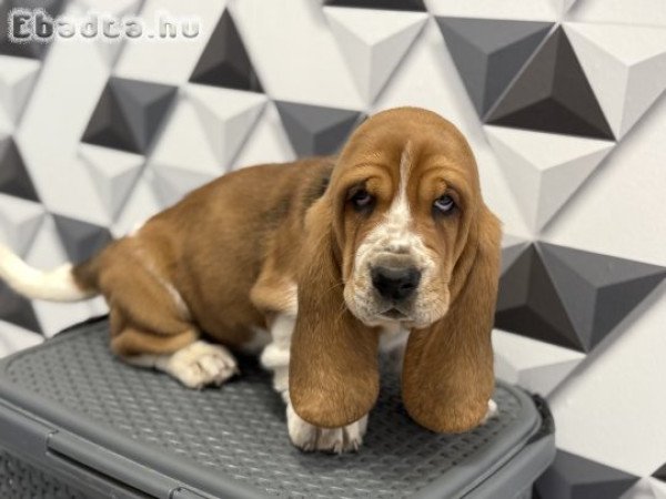 Basset Hound szuka kölyök