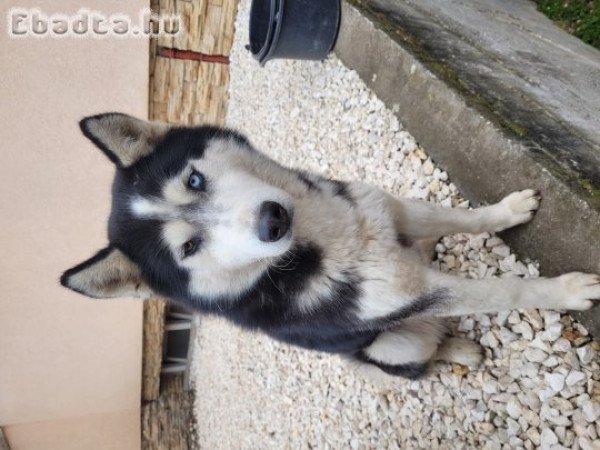 6 hónapos kan Husky