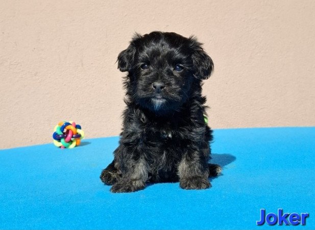 Bichon havanese