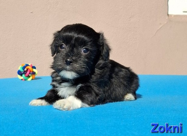 Bichon havanese