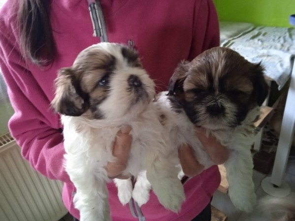 shi tzu