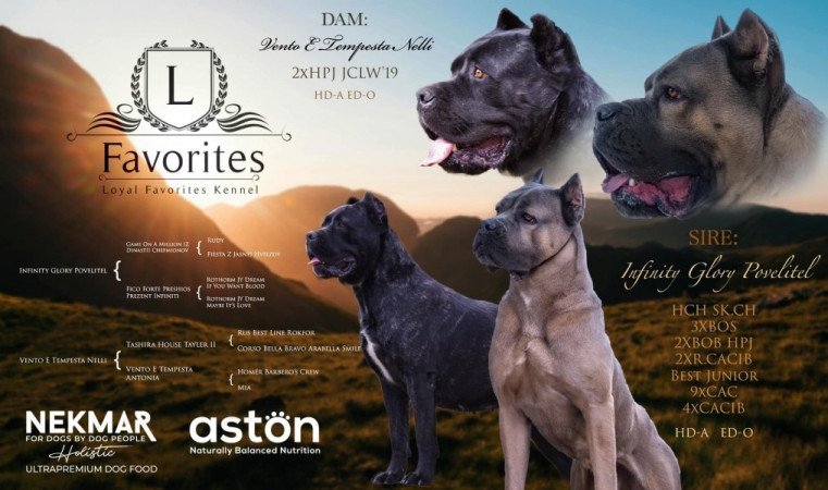 Cane Corso