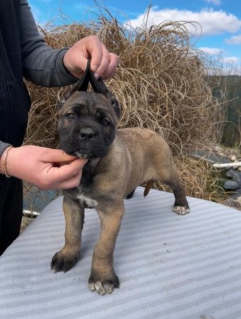 Cane Corso