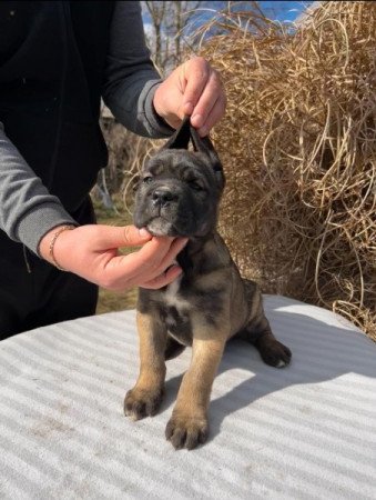 Cane Corso