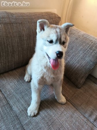 Lotty, Szürke-Fehér Husky kölyök lány