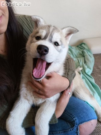 Lotty, Szürke-Fehér Husky kölyök lány