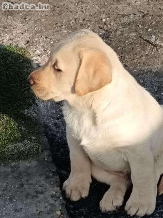 Eladó labrador kölyök