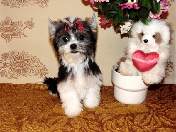 Biewer Yorkshire Terrier Yorki