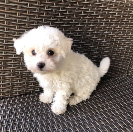 Bichon Havanese