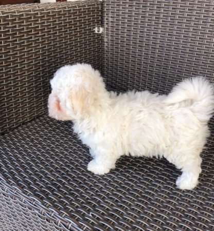 Bichon Havanese