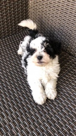 Bichon Havanese