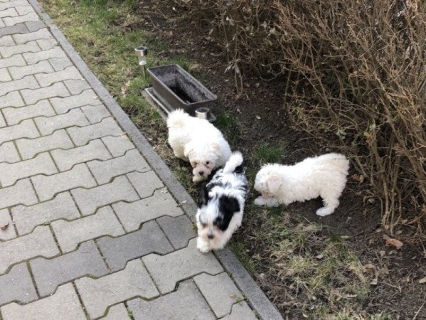 Bichon Havanese