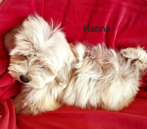 Havanese