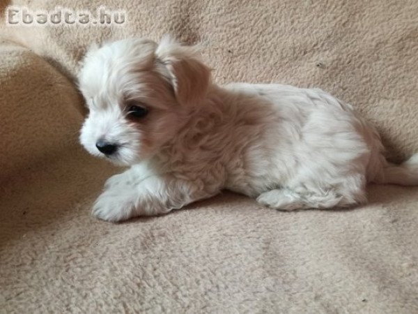 Mini bichon havanese 06308974721