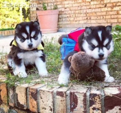 szibériai husky kölykök