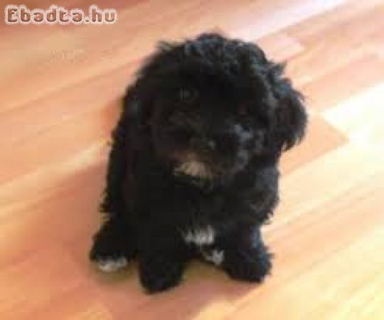 Mini bichon havanese 06308974721