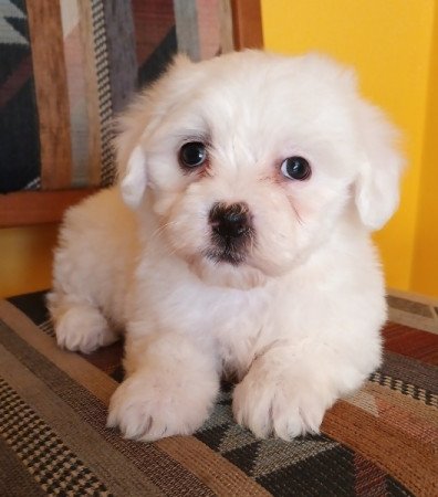 Bichon Havanese