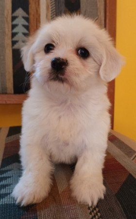 Bichon Havanese