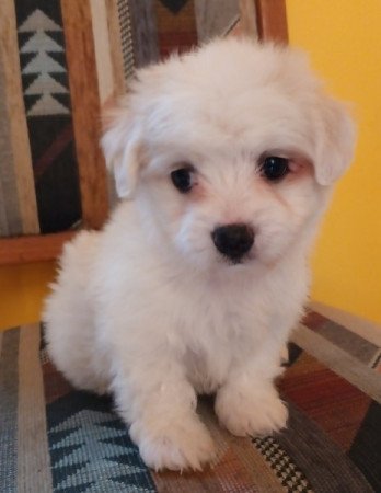 Bichon Havanese