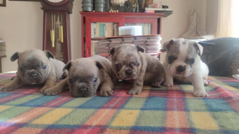 francia bulldog