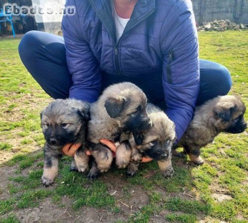 Yugoslav Shepherd Dog