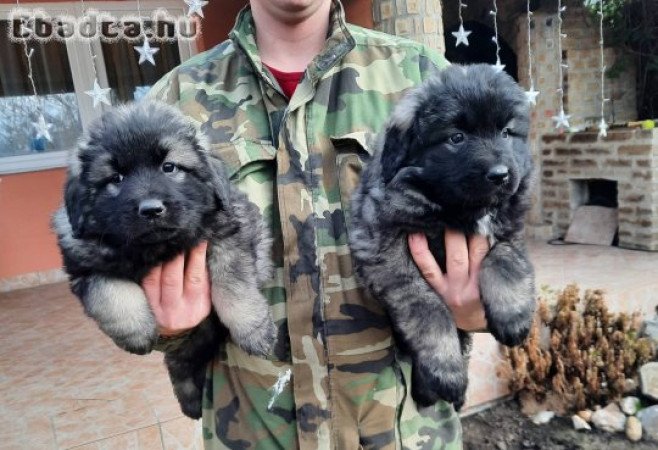 Yugoslav Shepherd Dog