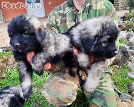 Yugoslav Shepherd Dog