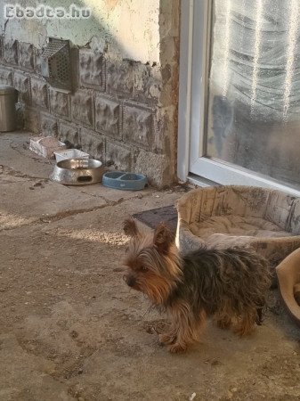 Eladó Yorkshire terrier