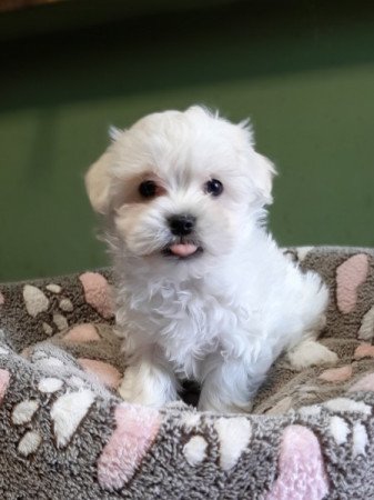 bichon havanese