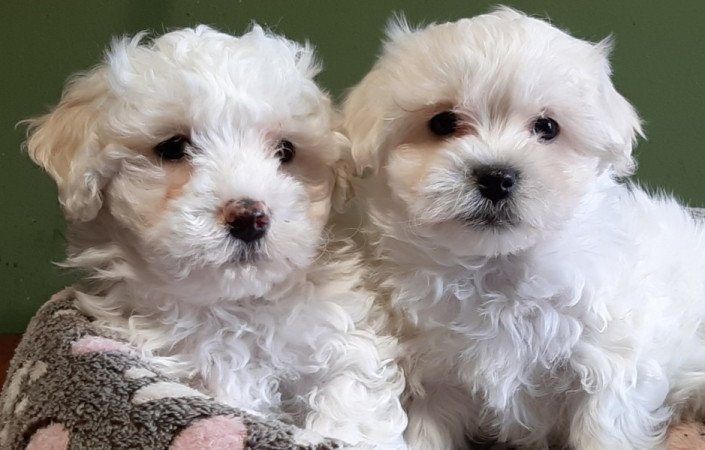 bichon havanese