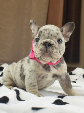 francia bulldog