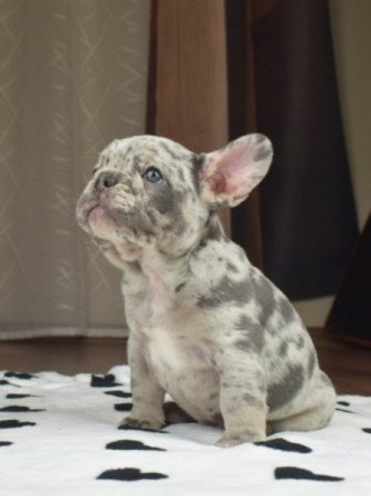 francia bulldog